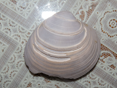 Eucallista purpurata