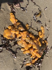 Botrylloides perspicuus