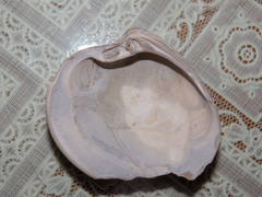 Eucallista purpurata