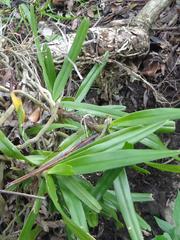 Cyrtorchis arcuata