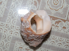 Rapaninae