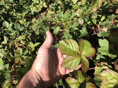 Rubus permixtus