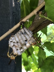 Polistes dorsalis dorsalis