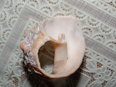 Rapaninae