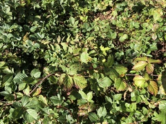 Rubus permixtus