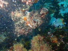 Pyura stolonifera