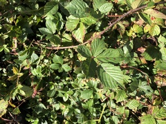 Rubus permixtus