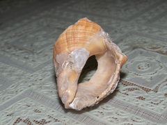 Rapaninae