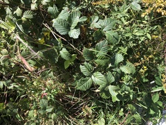 Rubus permixtus