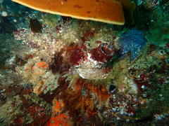 Pyura stolonifera