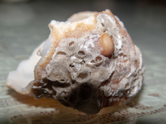 Rapaninae