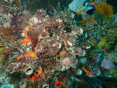 Pyura stolonifera