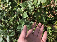 Rubus permixtus