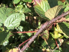 Rubus permixtus