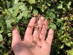 Rubus permixtus