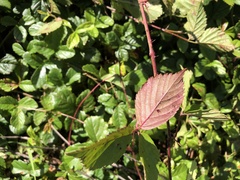 Rubus permixtus