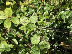 Rubus permixtus
