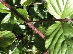 Rubus permixtus