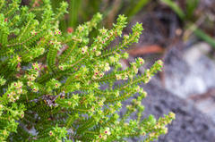 Erica serrata
