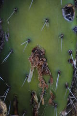 Cactoblastis cactorum