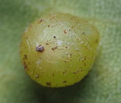 Caryomyia deflexipili