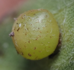 Caryomyia deflexipili