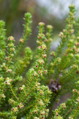 Erica serrata