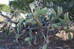 Cactoblastis cactorum