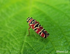 Agrosoma placetis