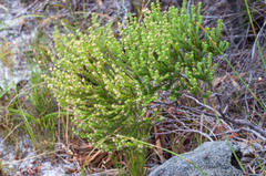 Erica serrata