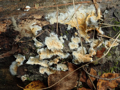 Crystallicutis serpens