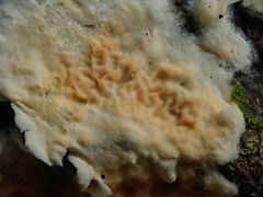 Crystallicutis serpens