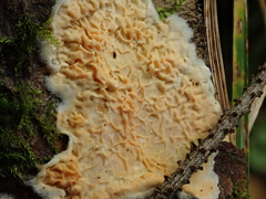 Crystallicutis serpens