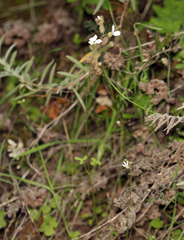 Lithophragma cymbalaria