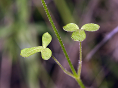 Lithophragma cymbalaria