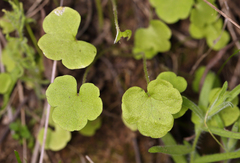Lithophragma cymbalaria