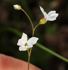 Lithophragma cymbalaria