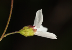 Lithophragma cymbalaria