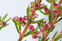 Erica axillaris
