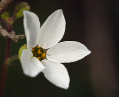 Lithophragma cymbalaria