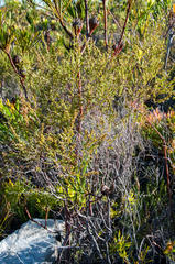 Erica axillaris