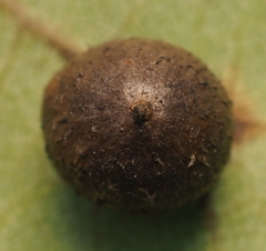 Caryomyia deflexipili