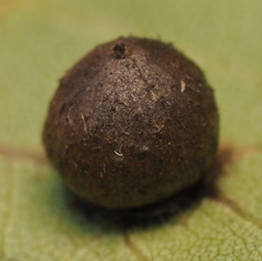 Caryomyia deflexipili