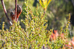 Erica axillaris