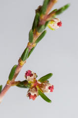 Erica axillaris