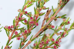 Erica axillaris