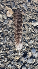 Caprimulgus affinis stictomus