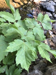 Acer