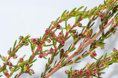 Erica axillaris