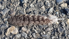 Caprimulgus affinis stictomus